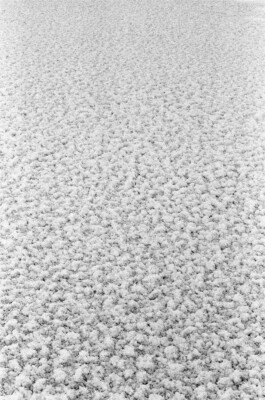 The Crystal Carpet, 2019. Black-and-white analogue photograph showing a dense, pale crystalline ground surface filling the frame.