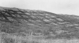Great dunes near Pilkopė reinforced with wooden stakes during dune-stabilisation work, 1938