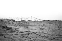 Wooden dune-stabilization structures on the Curonian Spit, photographed by Jurgis Gečys in 2013.